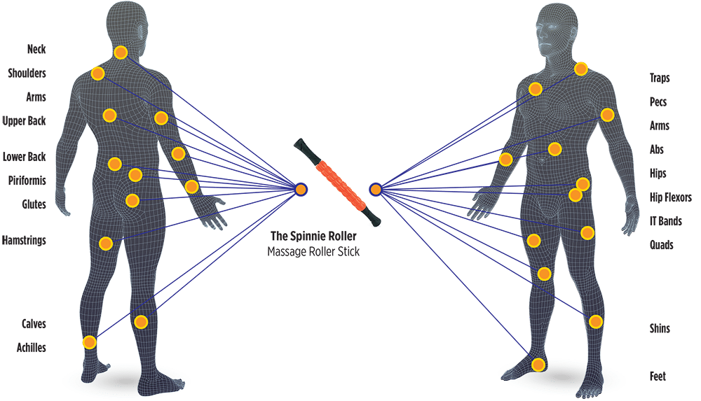 BodyChart_SpinnieRoller