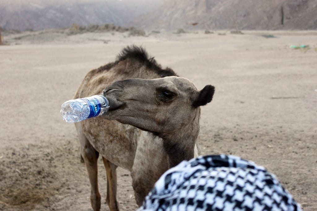 Camel drinking water from bottle