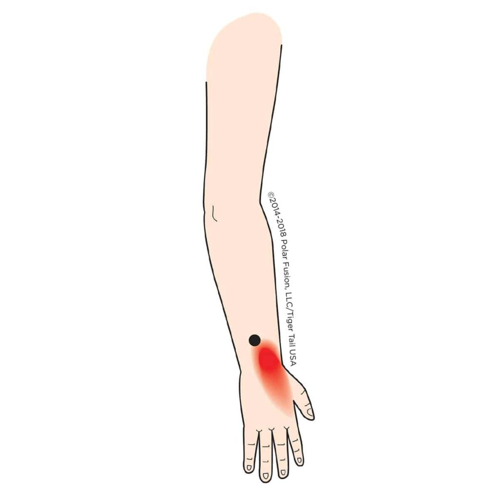 MuscleEducation_ExtensorIndicis_19-2