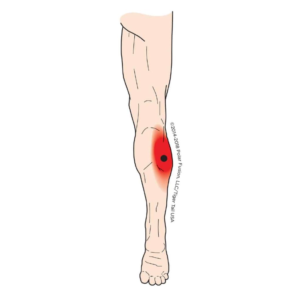 MuscleEducation_Gastrocnemius_7-4