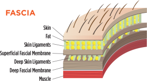 Happy Muscles Book Fascia Diagram