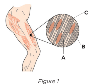 Happy Muscles Book Fascia and Muscle Diagram