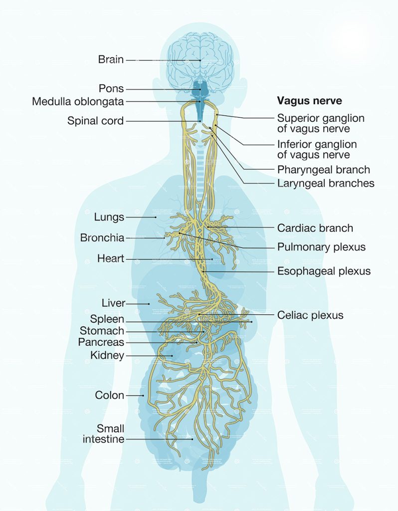 Vagus nerve labeled and human organs, medically Illustration. Illustration showing brain and vagus nerve tenth cranial nerve or CN X with human organs