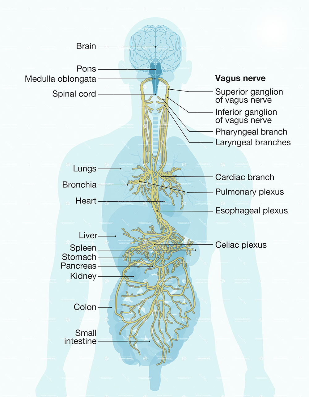 Vagus nerve labeled and human organs, medically Illustration. Illustration showing brain and vagus nerve tenth cranial nerve or CN X with human organs