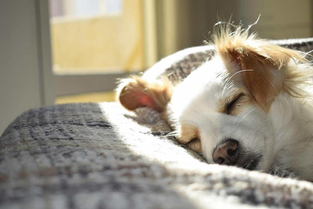 Finding the Sweet Spot: When to Rest and When to Exercise for Optimal Muscle Health