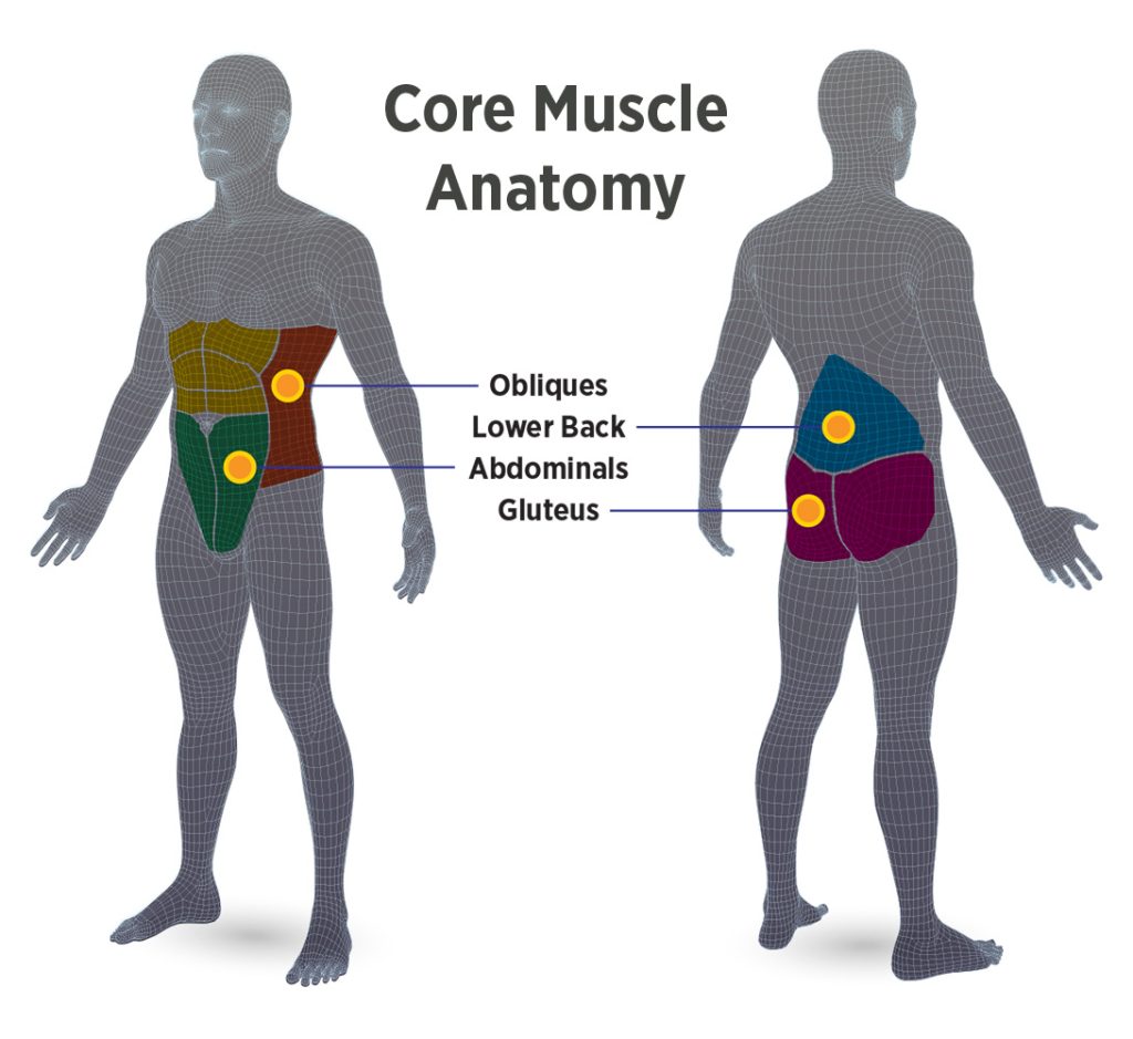 Core Muscle Anatomy