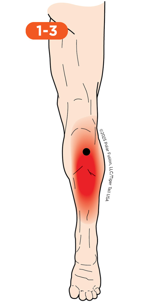 Knee_Back_1-3_Soleus_500px Back of Knee Pain 1-3 Soleus
