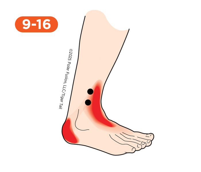 Foot and Toe Pain 9-16 Peroneus Tertius