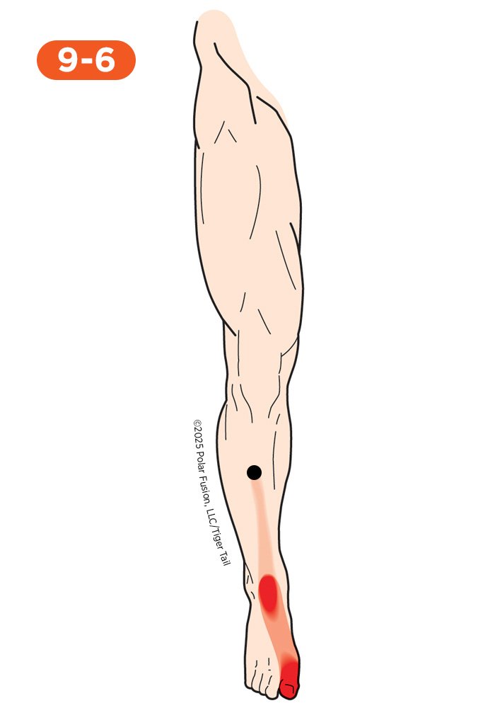 Foot and Toe Pain 9-6 Tibialis Anterior