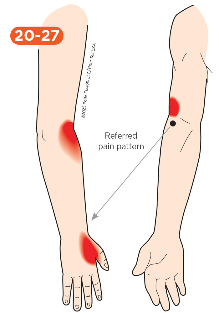 Hand Finger Thumb Pain 20-27_Supinator