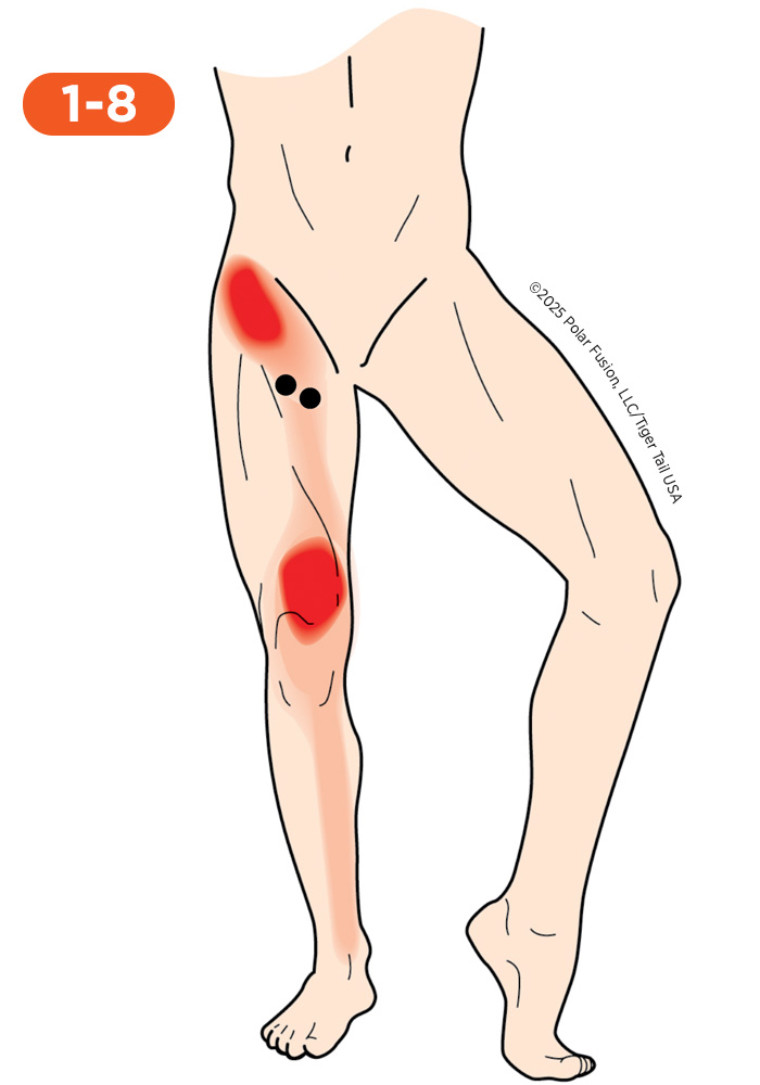 Knee Pain 1-8 Adductor Brevis Adductor Longus