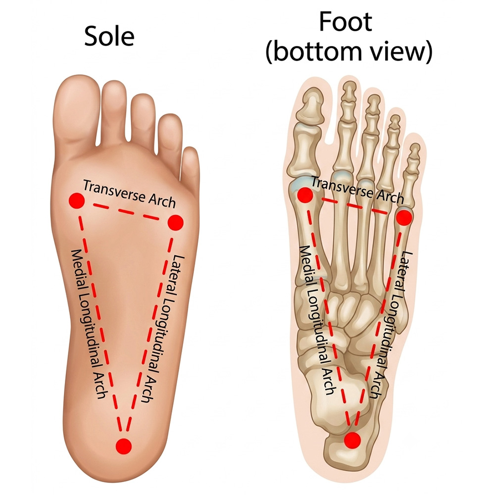 Roll out the tender spots along the medial arch with Tiger Ball 2.6